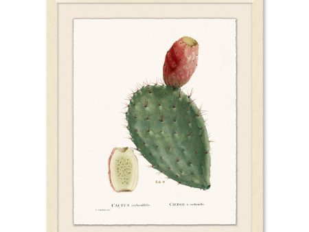 Blooming Cacti 2  by Nathan Turner Framed Art Online