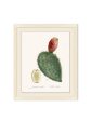 Blooming Cacti 2  by Nathan Turner Framed Art Online