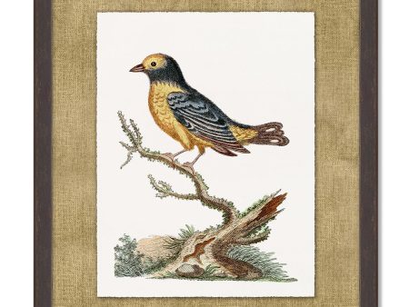 Woodland Perch 6  by Nathan Turner Framed Art Online