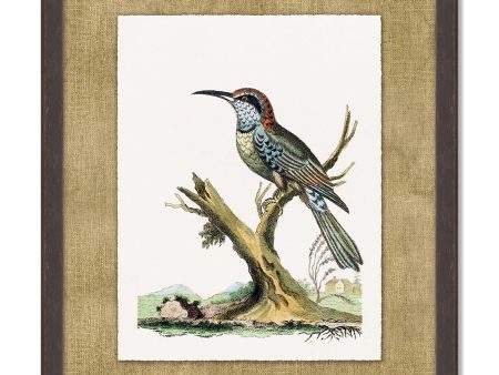 Woodland Perch 5  by Nathan Turner Framed Art Hot on Sale