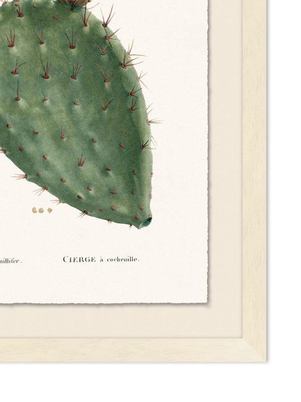 Blooming Cacti 2  by Nathan Turner Framed Art Online