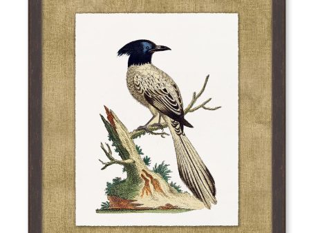 Woodland Perch 4  by Nathan Turner Framed Art Online