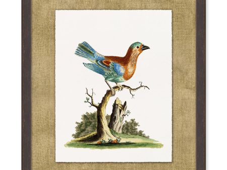 Woodland Perch 1  by Nathan Turner Framed Art Fashion